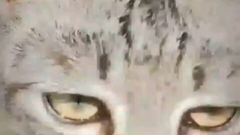 semoga kamu bahagia ya disana piko 😭