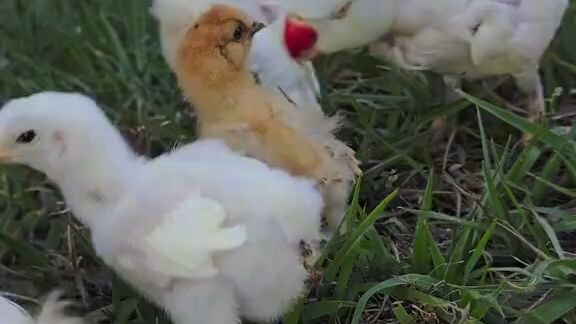 Ring-necked parakeet imitating chicks