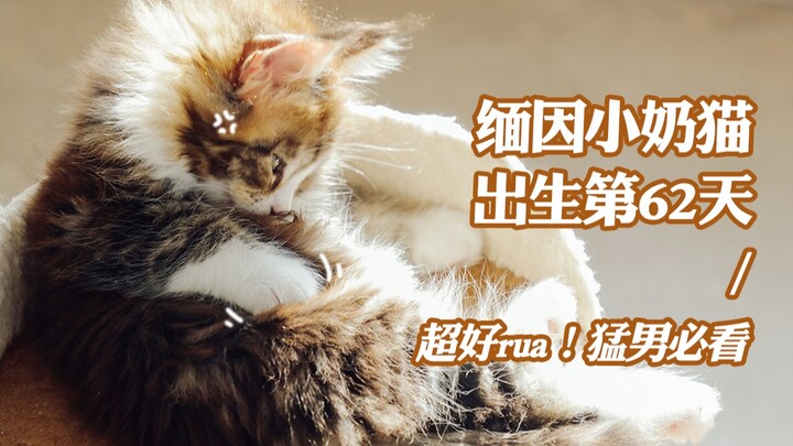 【Kucing Maine Coon】Anak kucing yang sangat menggemaskan, lucu dan manis sampai membuat Awei terpeson