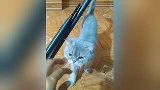 Xoa xoa...yeucho yeuchomeo cún cúncon chó chómèo chócon chó_cưng chókhôn yeuchomeo cưng chócute pet dog catsoftiktok doggo