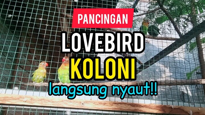 PANCINGAN LOVEBIRD KOLONI U/ LOVEBIRD MACET BUNYI NGEKEK