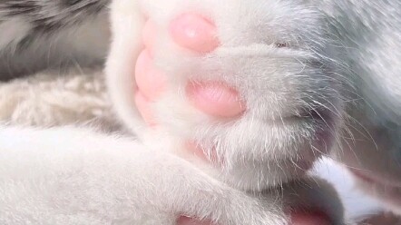 猫咪的jiojio好粉嫩哦