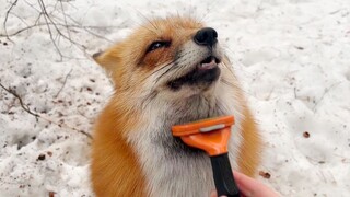 Sudah tiba lagi waktunya memangkas rubah setiap tahun.