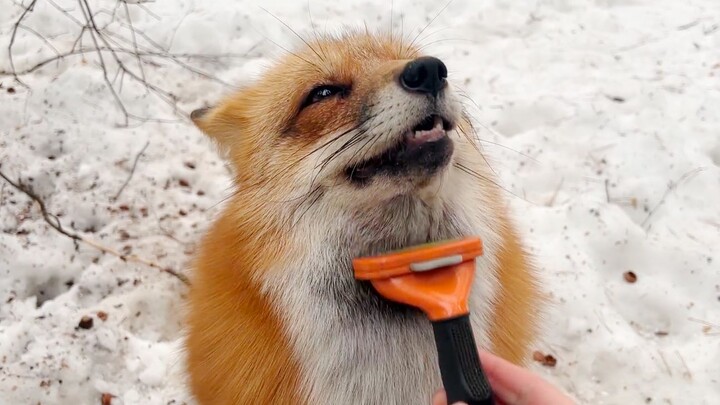 Sudah tiba lagi waktunya memangkas rubah setiap tahun.