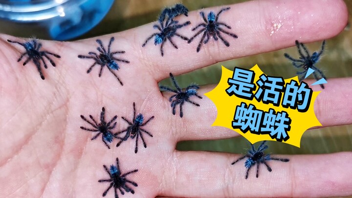 Aduh~ Tangan nyemplung sarang laba-laba, cuma iseng aja! Keren banget!