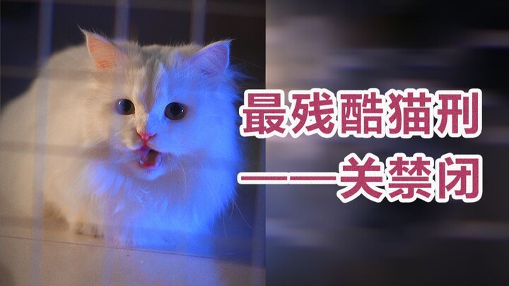 "He's just a stray cat, where did he get a collar?"