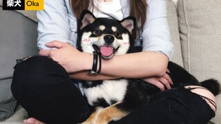 What will a Shiba Inu do if held for a long time?