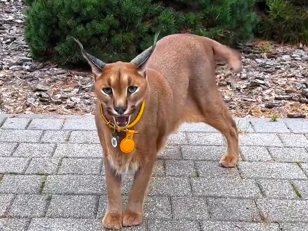 Can you really get this Hakimi?