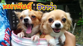 หมาพันธุ์ชิวาว่า