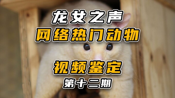 Versi singkat: Mengidentifikasi 12 hewan populer di internet