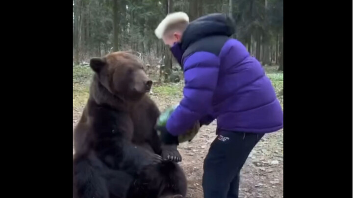 Villagers from Siberia brought a giant watermelon, and the little bear was absolutely thrilled to se