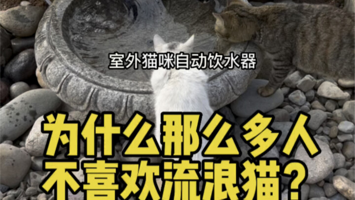 Masalah yang ditimbulkan oleh tempat minum musim dingin buatan untuk kucing jalanan