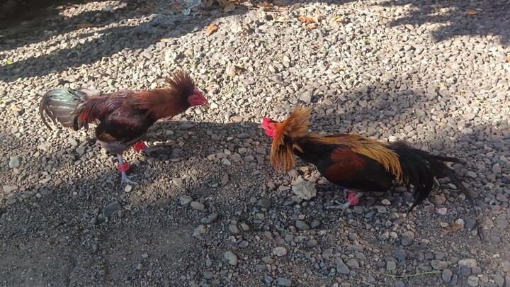 McLean Hatch VS Navajero Gilmore Spar