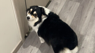 After 20 seconds, a little girl quietly broke...