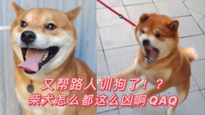 In just a few minutes, I ended up scolding a passerby’s dog for her!? That Shiba Inu is so fierce…
