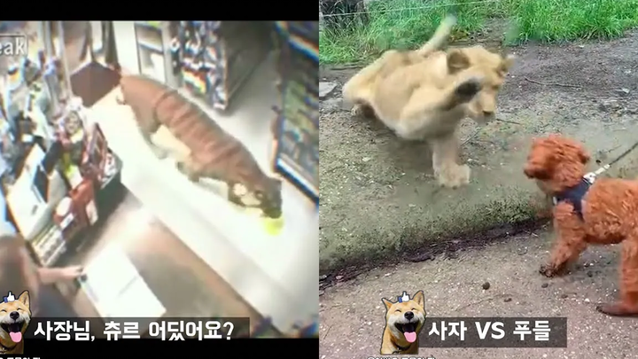 เสือป่าเข้าร้านสะดวกซื้อ มีมตลกๆ
