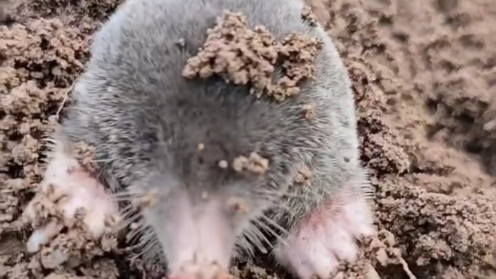 لأول مرة أشوف الجرذ الصغير، لطيف زي الكرتون تمامًا!