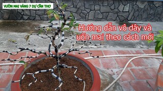 Vô dây, uốn, tạo hình cho mai vàng theo kiểu mới, đơn giản, dễ thực hiện cho người mới chơi.