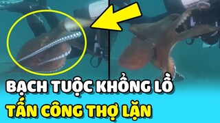 💥 Phát hiện Bạch Tuộc KHỔNG LỒ TẤN CÔNG thợ lặn khi đang thám hiểm dưới biển | TIN GIẢI TRÍ