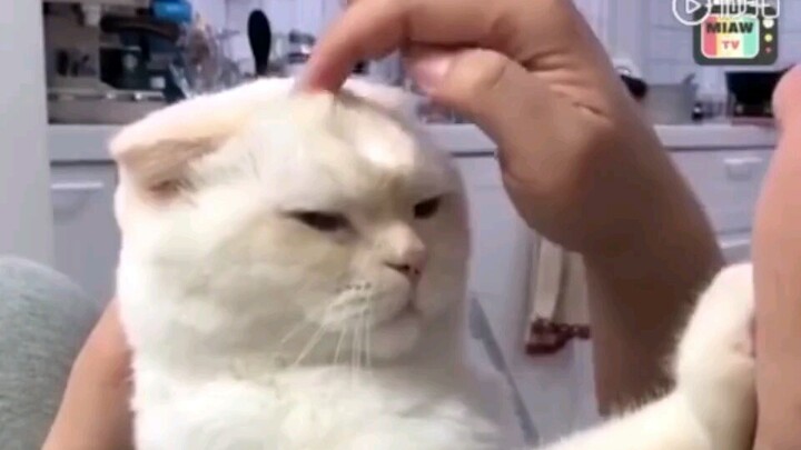 【อย่ามายุ่งกับฉันนะ】แมวขี้โมโหในวันวาน...