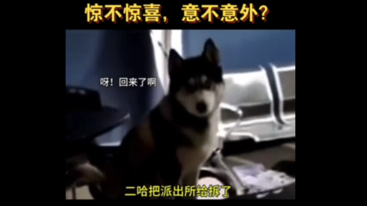 Anjing Husky: Lapor polisi aja, aku mau main-main ke kantor polisi sebelah.