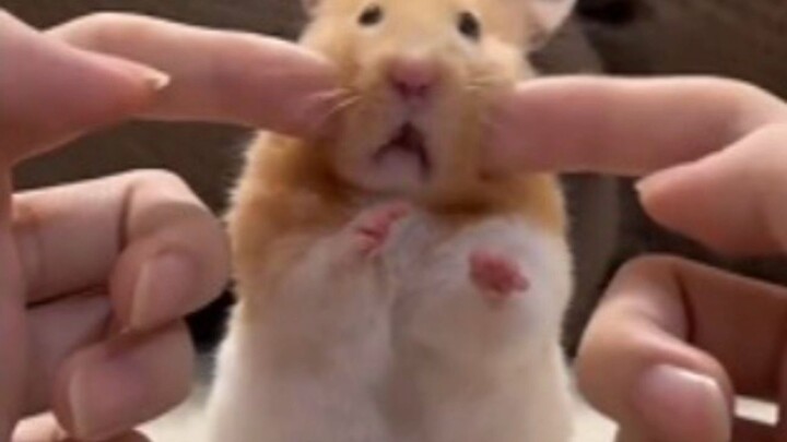 Saat kamu menggendong hamster emas di tangan, ia akan sangat menolak, bahkan memperlihatkan ekspresi