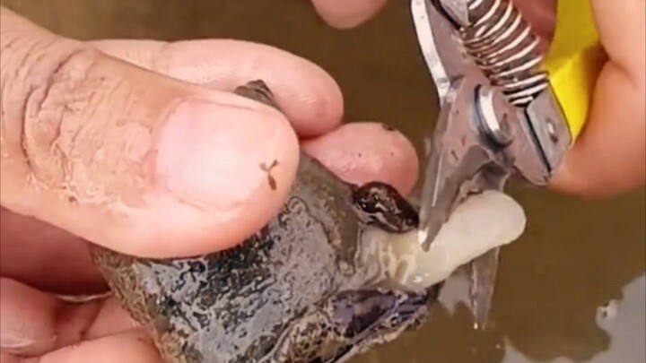 Sterilizing the Golden Apple Snail
