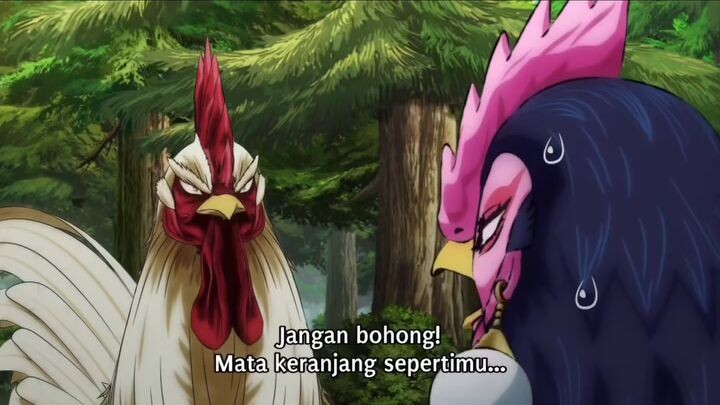 ayam berdebat