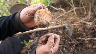 มันแซง มันนก ยิ่งขุดยิ่งมัน มาขุดกันวันที่ 2