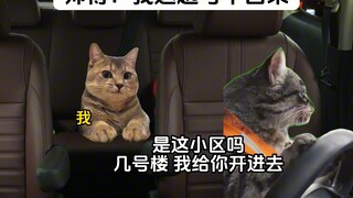 司机：我这趟可不能白来！#猫meme小剧场#抽象#真实还原#吃瓜#搞笑