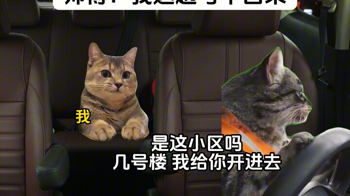 司机：我这趟可不能白来！#猫meme小剧场#抽象#真实还原#吃瓜#搞笑