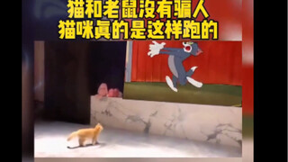 猫和老鼠诚不欺我，猫咪真是这么跑的！