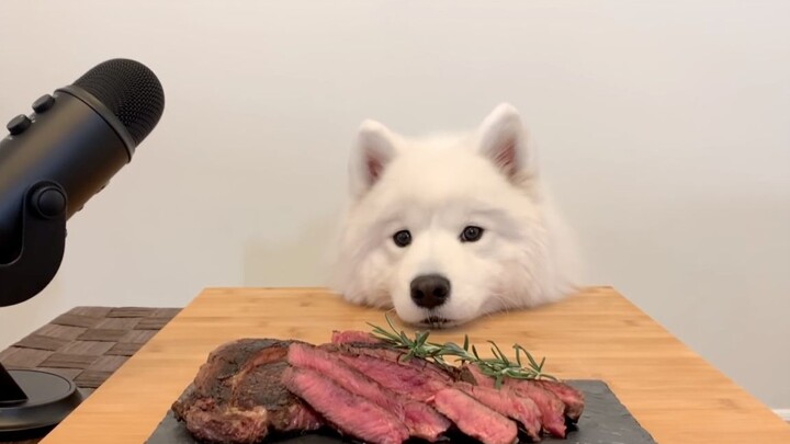 Mukbang yang sangat menenangkan, anjing kali pertama mencicipi steak [mochamilk]
