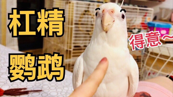 Burung ini tukang ribut ya? Dikasih usir malah nggak mau pergi, dipanggil malah diam seperti patung.