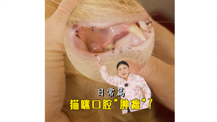 Những câu hỏi mà các sen mèo từng đặt ra kỳ lạ đến mức nào? Đừng lo lắng nữa nhé!