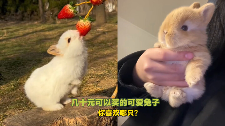 “หลักสิบหยวนก็ซื้อได้! กระต่ายน่ารักๆ คุณชอบตัวไหน?”