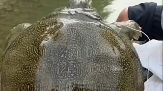 终于可以开大餐了