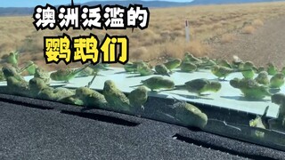 澳洲到处都是鹦鹉？