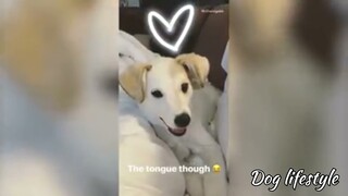 dog's like a human can make everything 👏 | Dog lifestyle