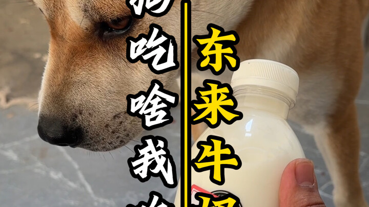 หมากินอะไร ฉันก็กินนั่น ให้เจ้าตูบช่วยเลือกนมจืดให้หน่อย