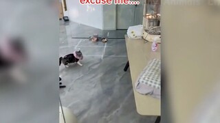 Hài hước động vật #1