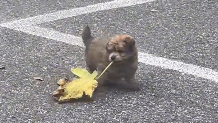 Mainan anjing kecil itu sangat sederhana, tapi dia benar-benar bahagia!