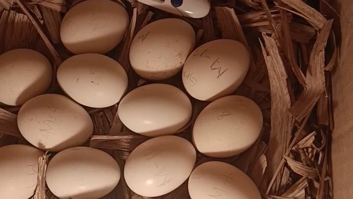 DIY incubator 100% goods