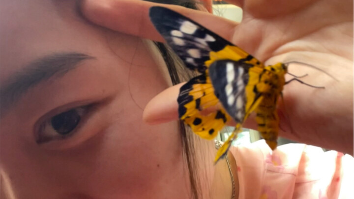 Bị bướm chọn ngay trên xe buýt