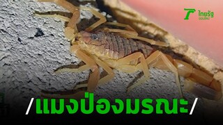 หนุ่มถูกแมงป่องในพวงลองกองต่อย  | 06-10-62 | ไทยรัฐนิวส์โชว์