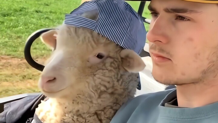 Điều này khiến tôi sau này làm sao ăn thịt cừu xiên đây!