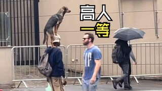 Those animals that have serendipitous encounters with humans!