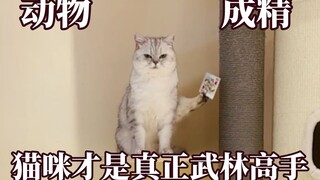 这年头动物都成精了！猫咪可能读过兵法