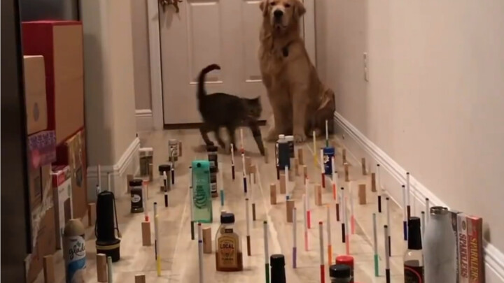 เมื่อคุณมีแมวสองตัวจริงๆ!