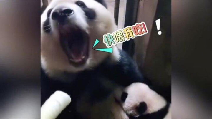 The giant panda signals its “dad” to feed it, and the moment it opens its mouth, hold in your laught